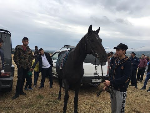 დოღი ახმეტაში 1.10.2017 / 4K