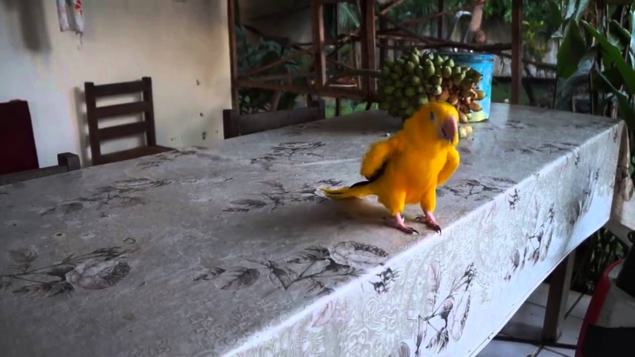 Sahibiyle Birlikte Şarkı Söyleyen Sevimli Papağan - YouTube