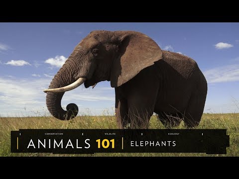 101動物教室：大象《國家地理》雜誌