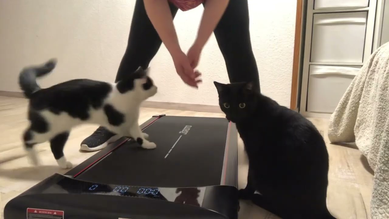 CAT vs. Walking Pad - Katze vs. Laufband 