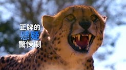 動物星球頻道 Animal Planet Taiwan Youtube