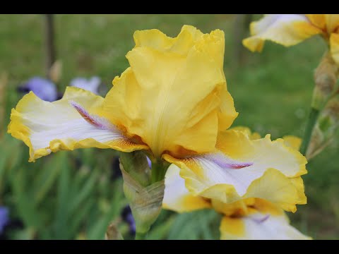 un jardin d'Iris