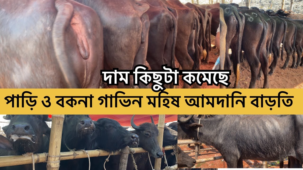 দাম কমেছে পাড়ি ও বকনা মহিষের | ০১/০৩/২৬