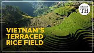 Sawah terasering yang spektakuler di Vietnam