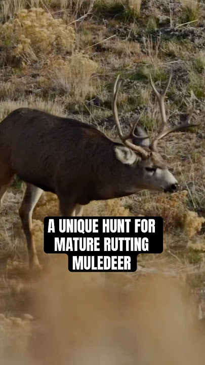 An Archery Mule Deer Hunters Dream #GOHUNT