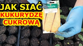 Jak i kiedy siać Kukurydzę na Rozsadę | Rozsada Kukurydzy - Siew