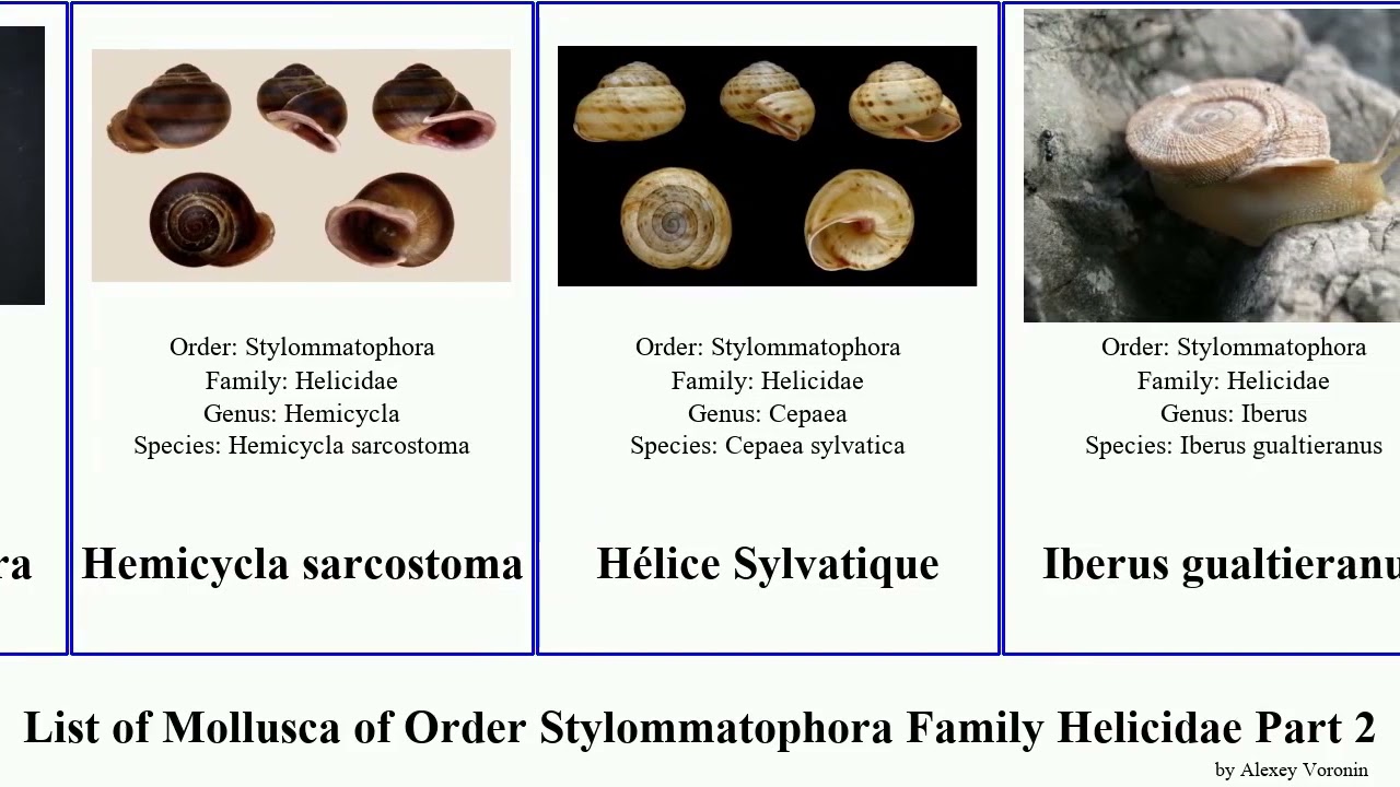 List of Mollusca of Order Stylommatophora Family Helicidae Part 2 hemicycla helix marmorana theba