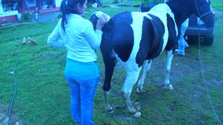 Inseminacion Artificial Yegua Pinta