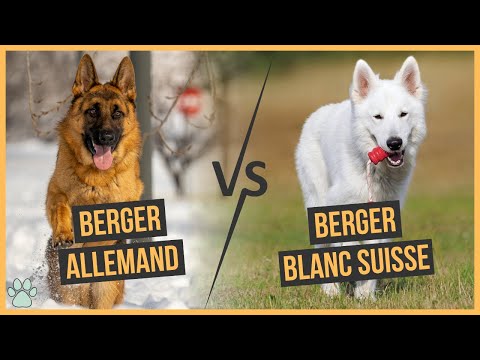 Video: Il berger blanc suisse perde?