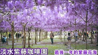 2021淡水紫藤咖啡園水源園區千株紫色花海大爆開！這片紫色 ... 