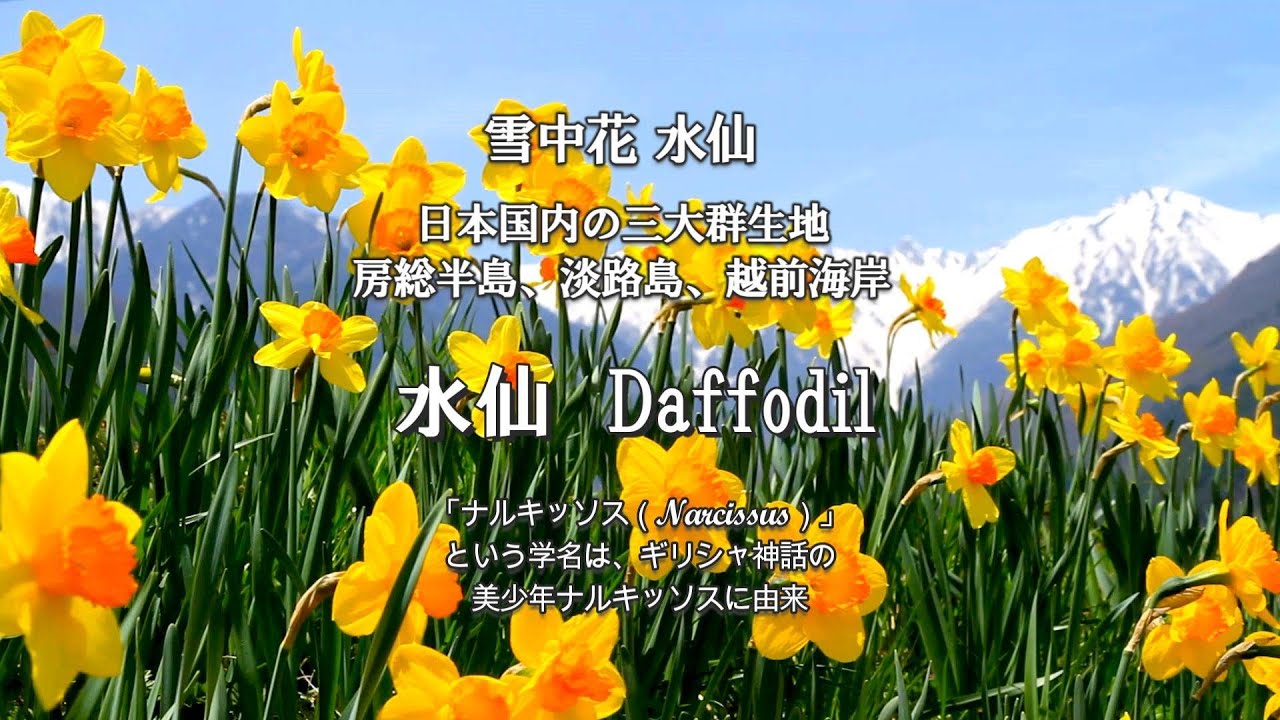 水仙　Daffodil