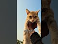 leo billa mafia #bagiraandleo #catshorts #funny #catvideos #funny #funnyanimals #cat #shorts
