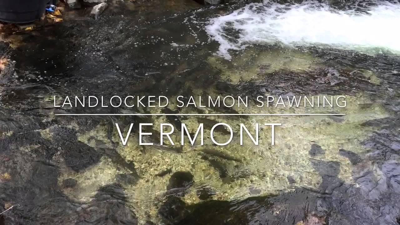 Vermont Landlocked Salmon Spawning YouTube