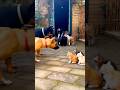 Dogs why are you beating kittens?👀￼👀😜😜😂#funny #comedy #cat #dogs