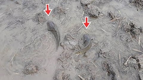 Bắt cá rô, rượt cá lóc lên ruộng vui quá bà con | Catch perch, snakehead fish on the field