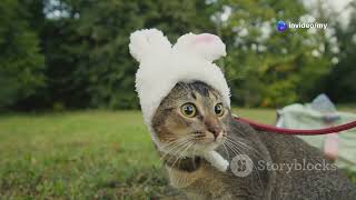 Cat Chef Whiskers in the Kitchen! 2025 screenshot 3