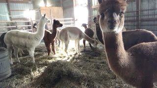 Winter Chores & Some Announcements by Butterfield Alpaca Ranch 435 views 2 years ago 15 minutes