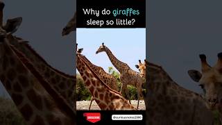 Why do Giraffes sleep so little?