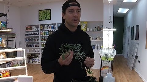 Grow Tip - Combatting Root Rot in a Hydroponic System