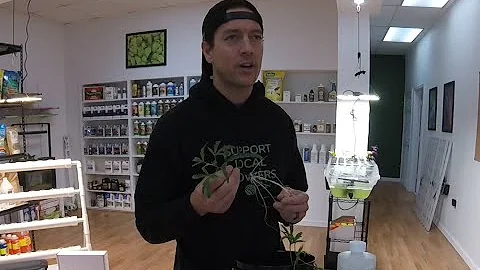 Grow Tip - Combatting Root Rot in a Hydroponic System