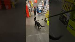 German Shepherd puppy Brax at Home Depot