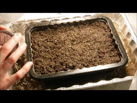 Video: Lobelia: Sowing Seeds For Seedlings