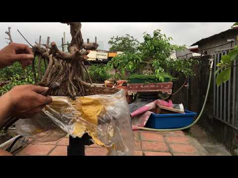 Video: Ficus Lùn Và Những Người Khác