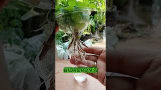 💧 Menos agua, más vida #jardin #huertourbano #agricultura #cultivo #plantas