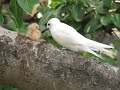 Manu-o-K ū or White (Fairy) Tern Chick (few hours old)