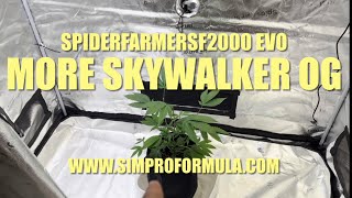 09 More Skywalker OG #spiderfarmersf2000 EVO 4x2 Grow Tent 6" Clip Fan,  @simproformula4640