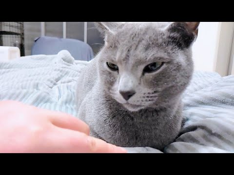 【猫動画】添い寝するロシアンブルーに指ズボしたら……【russianblue】If you put your finger on Russian Blue who sleeps with you