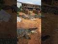 Send crocodiles to water, get rich fast!"