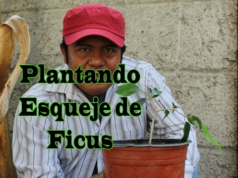 Vídeo: Com Plantar Ficus? Com Plantar Una Flor Sense Arrels En Un Test Pas A Pas A Casa? Plantar Un Brot