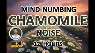 Mind-numbing Chamomile Noise (12 Hours) BLACK SCREEN - Study, Sleep, Tinnitus Relief and Focus