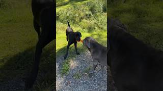 My 2 big mastiffs sharing a toy  #mastiffs #funny #dogs #doglover