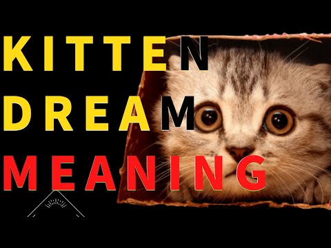 Dream Interpretation Kitten Exploring The Meaning Of Dreams About Kittens