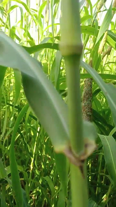 pioneer bajara 86M11 #millet #viral #kishan #farmerboy