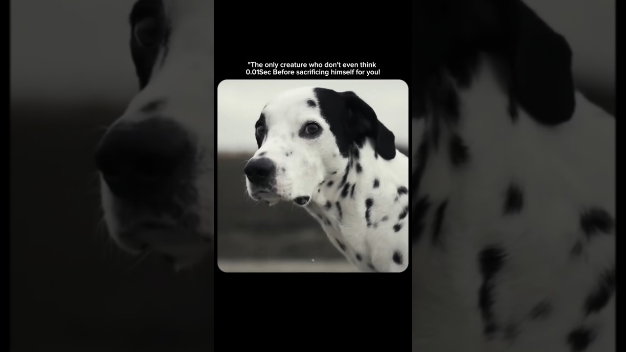 Dog sacrifice|😭🐐👀  