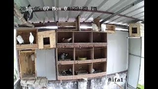 Pigeon Live Video Kollam Kerala India