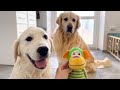 Golden Retrievers Try Not to Destroy a New Toy from the First Moment