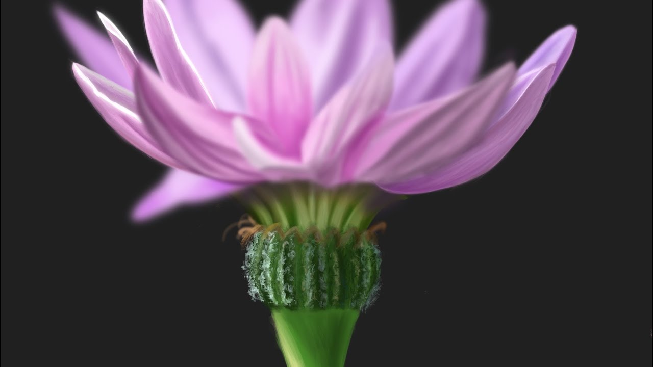 Studying a Flower | Digital Painting Timelapse 