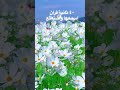 ٤٠ ثانية قرآن كريم اسمعها وادعيلي اكسبلور Quran Reels Explore ٤٠ ثانية قرآن كريم اسمعها وادعيلي اكسبلور Quran Reels Explore