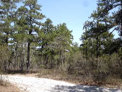 Part 1- Wharton State Forest: Pitch Pine and Short...