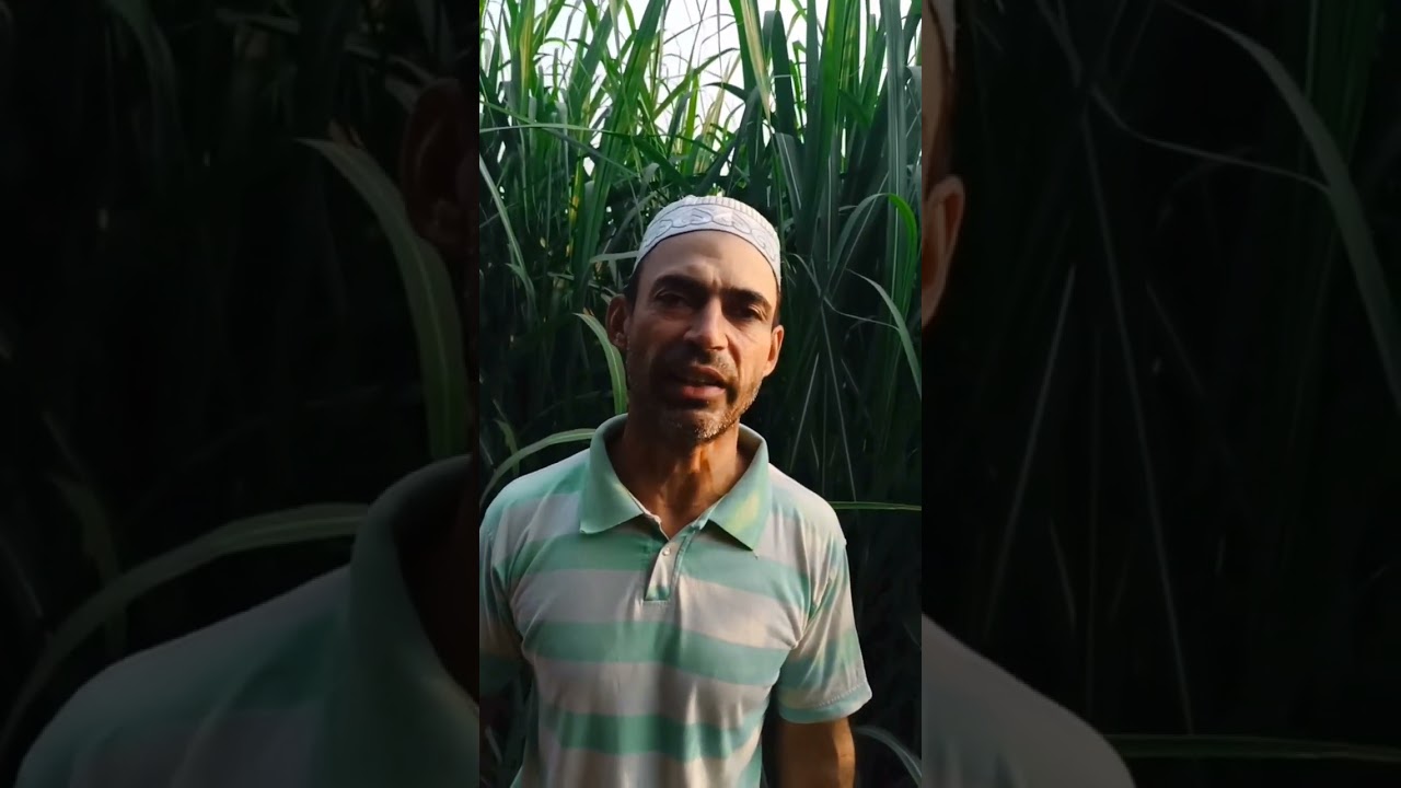 Black Panther 🐾 + Mahashakti Jadoo 🌿 + Humic 98 = Bumper Sugarcane Result! 🚜 | 100% Natural Growth