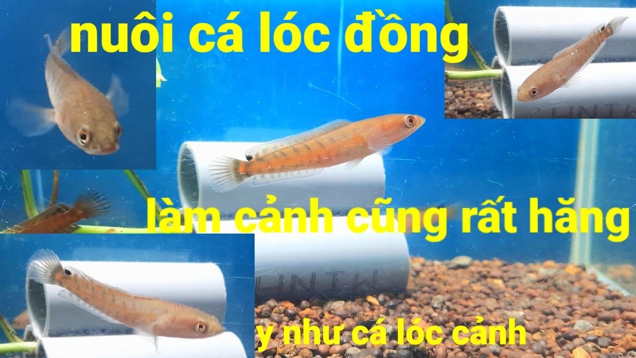 Nuôi cá lóc đồng làm cảnh cũng hăng và sung như cá lóc cảnh vậy - YouTube