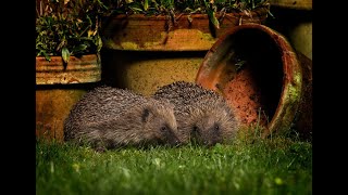 How to help hedgehogs webinar