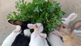 Very beautiful Rabbits eating the grass amazing so cute bunnies || Village life Pakistan