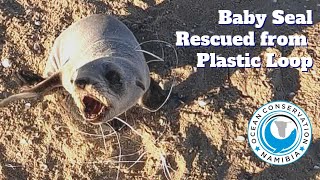 Baby Seal Rescued from Plastic Loop