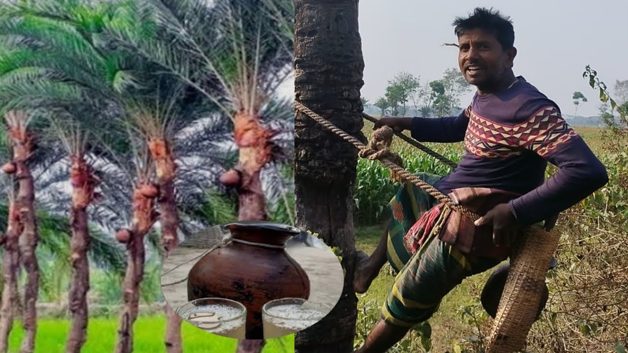 সেরা গাছিদের একজন। ছন্দে ছন্দে কাটে গাছ রসে ভরা শীতের এই মাস।