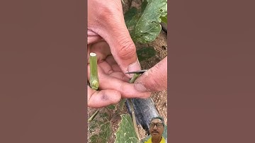 Kỹ thuật ghép cây táo #farming #shorts